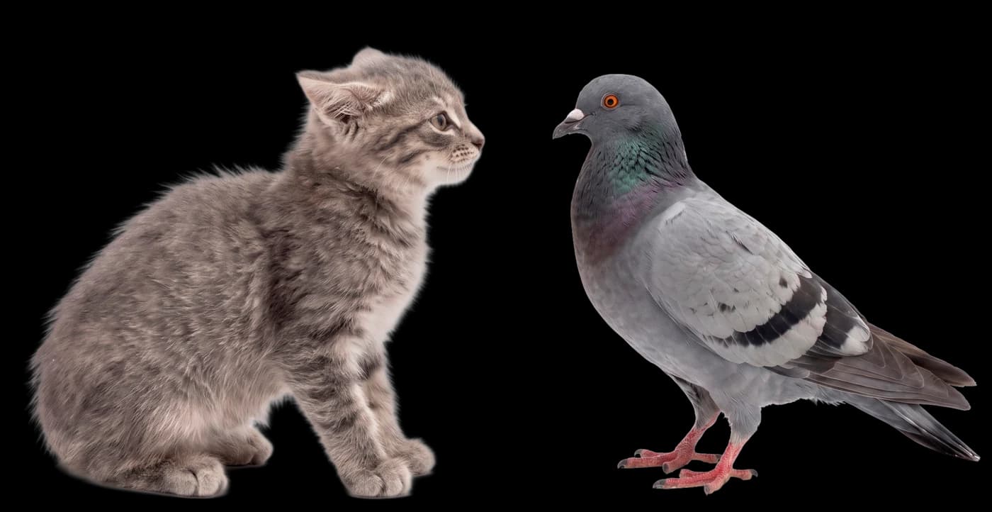 A kitten and Gosha the pigeon squaring up