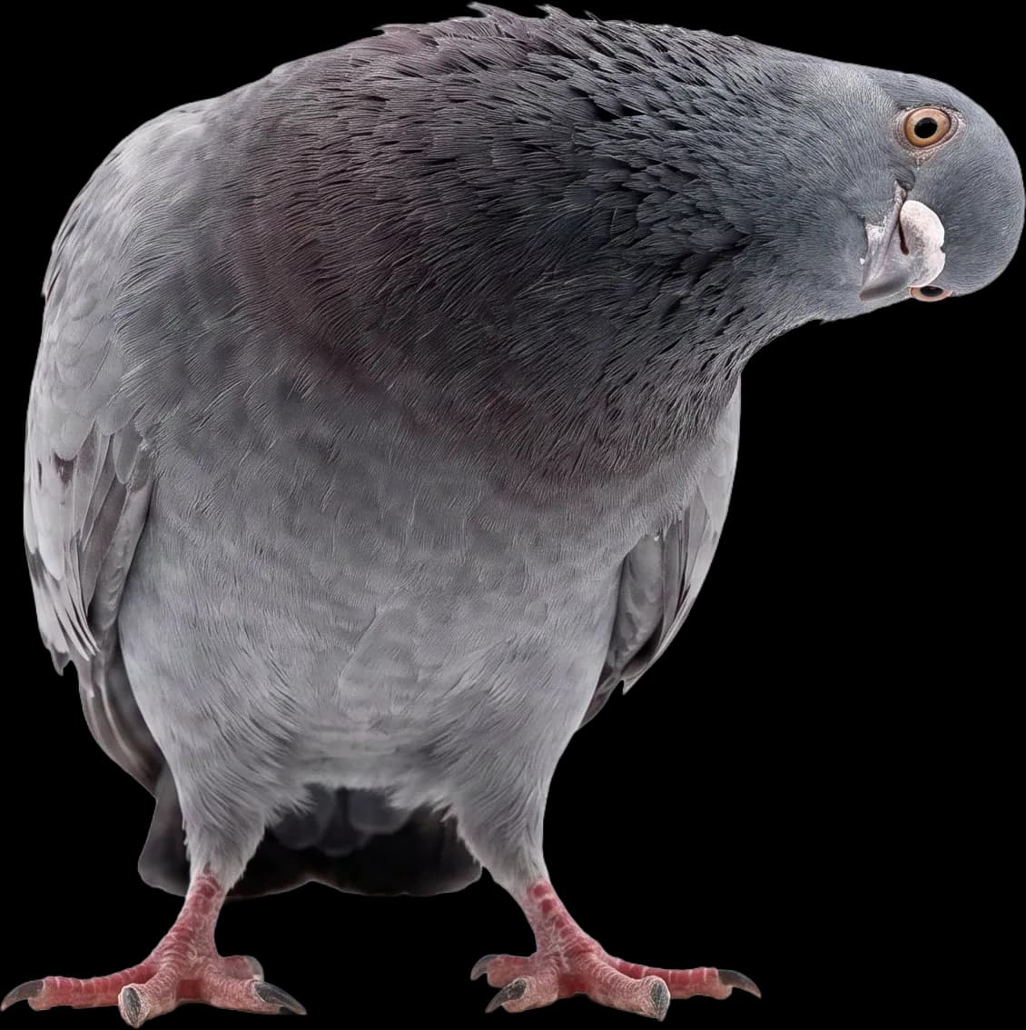 Gosha the pigeon slipping a punch