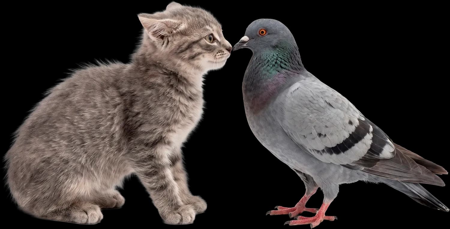 A kitten and a pigeon standing beak to nose before the fight