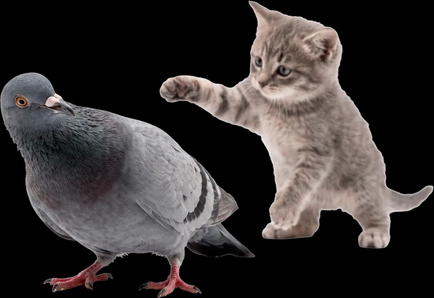 A kitten winding up a punch behind an unbothered pigeon